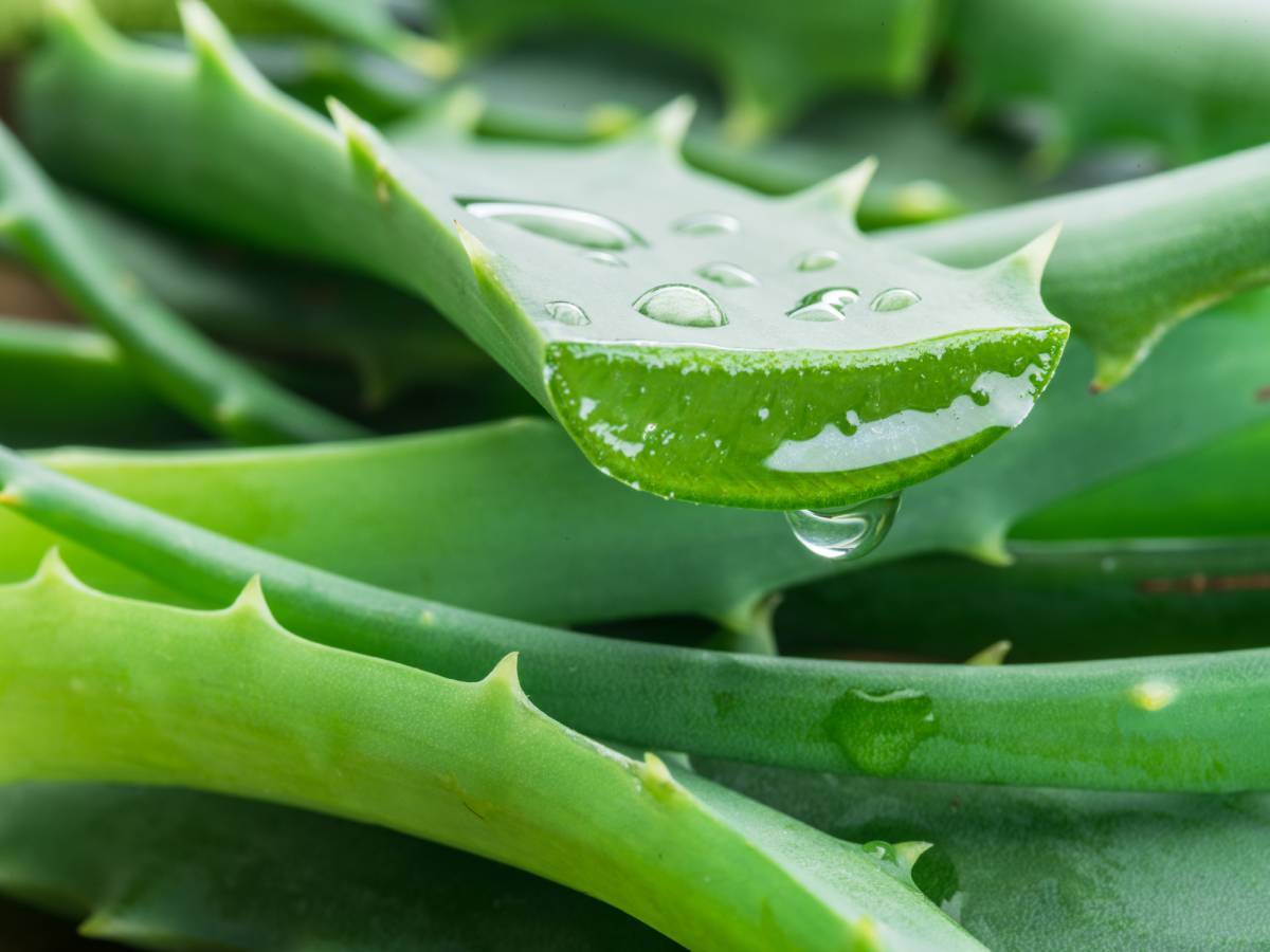 Aloeveramaroc.net : distributeur agréé Forever Living au Maroc